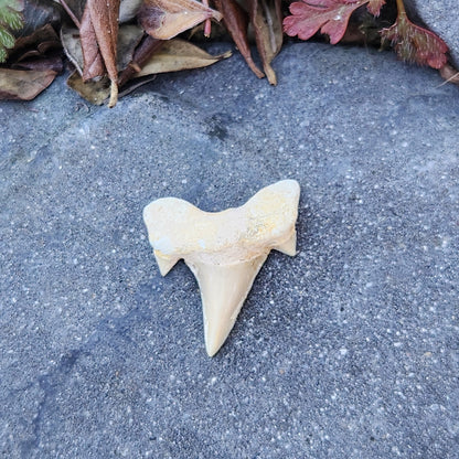 Dent de requin - petite - n°3