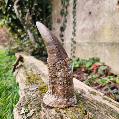 Dent de T-Rex en résine - n°1