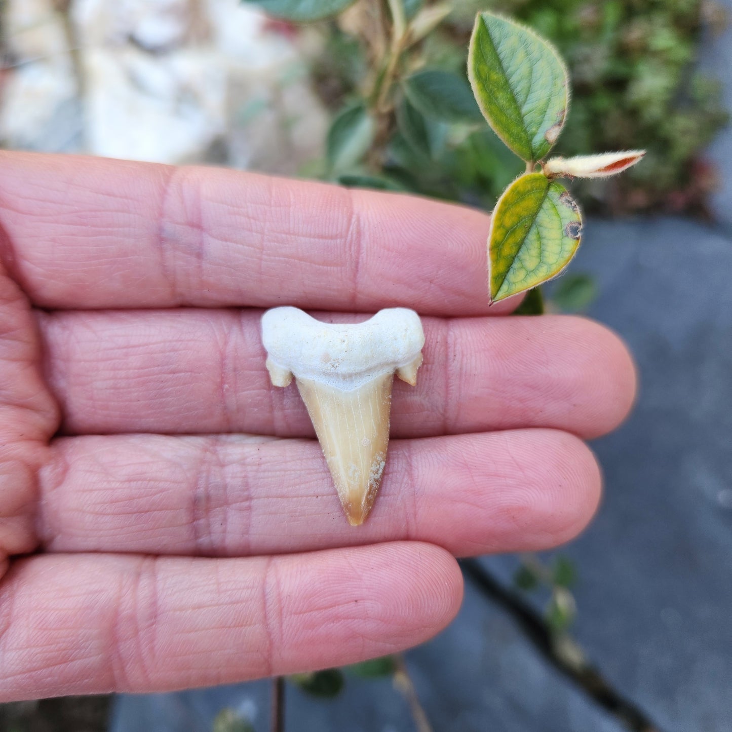 Dent de requin - petite - n°1