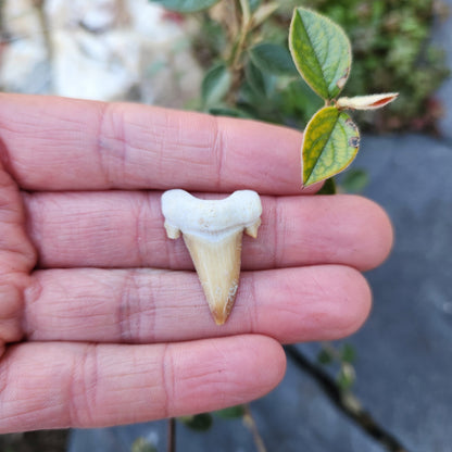 Dent de requin - petite - n°1