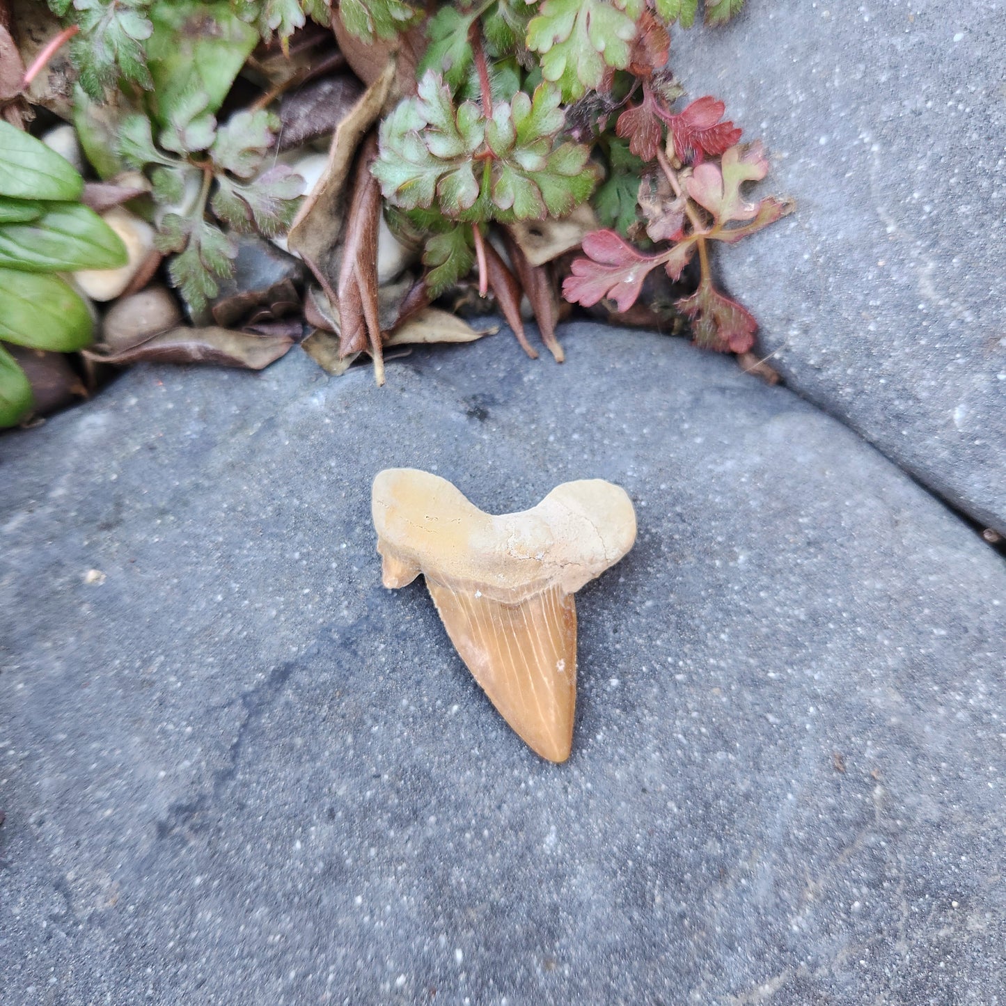 Dent de requin - grande - n°3