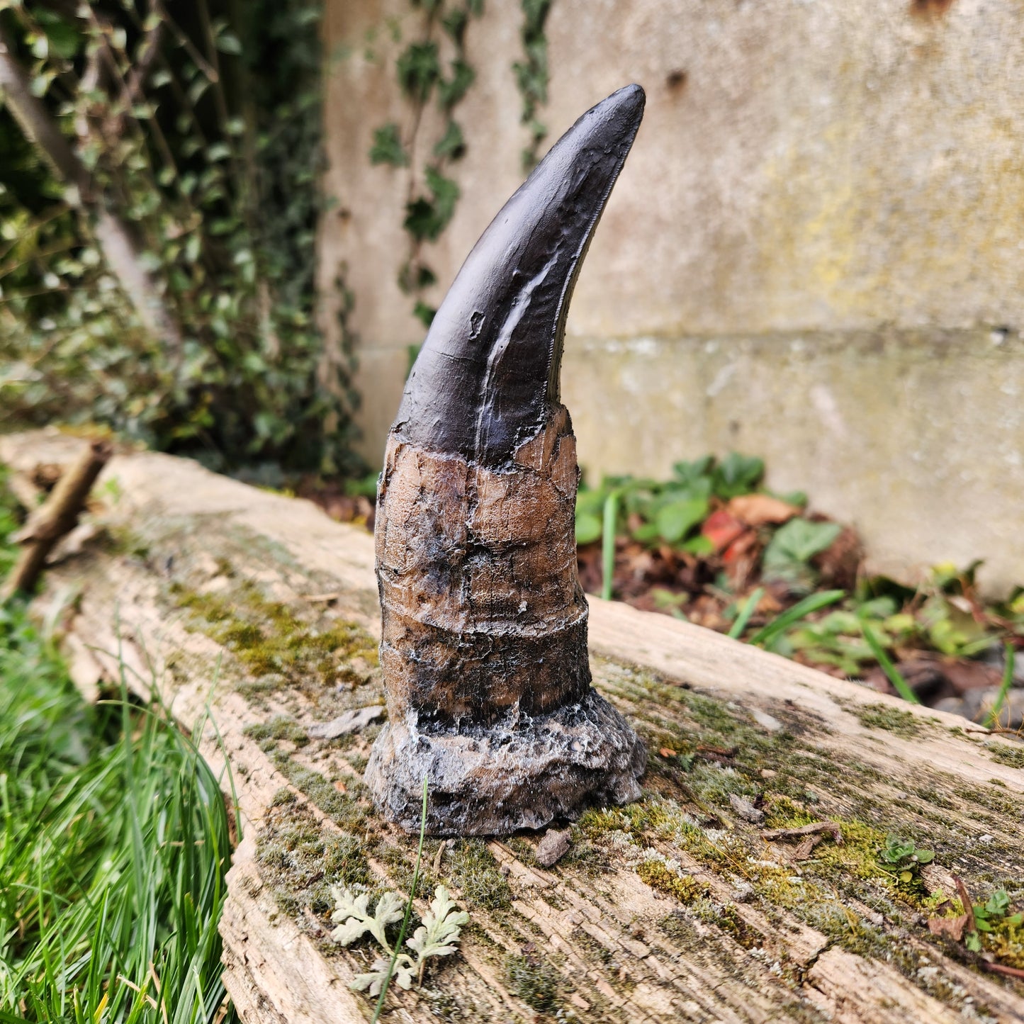 Dent de T-Rex en résine - n°2