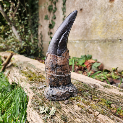 Dent de T-Rex en résine - n°2