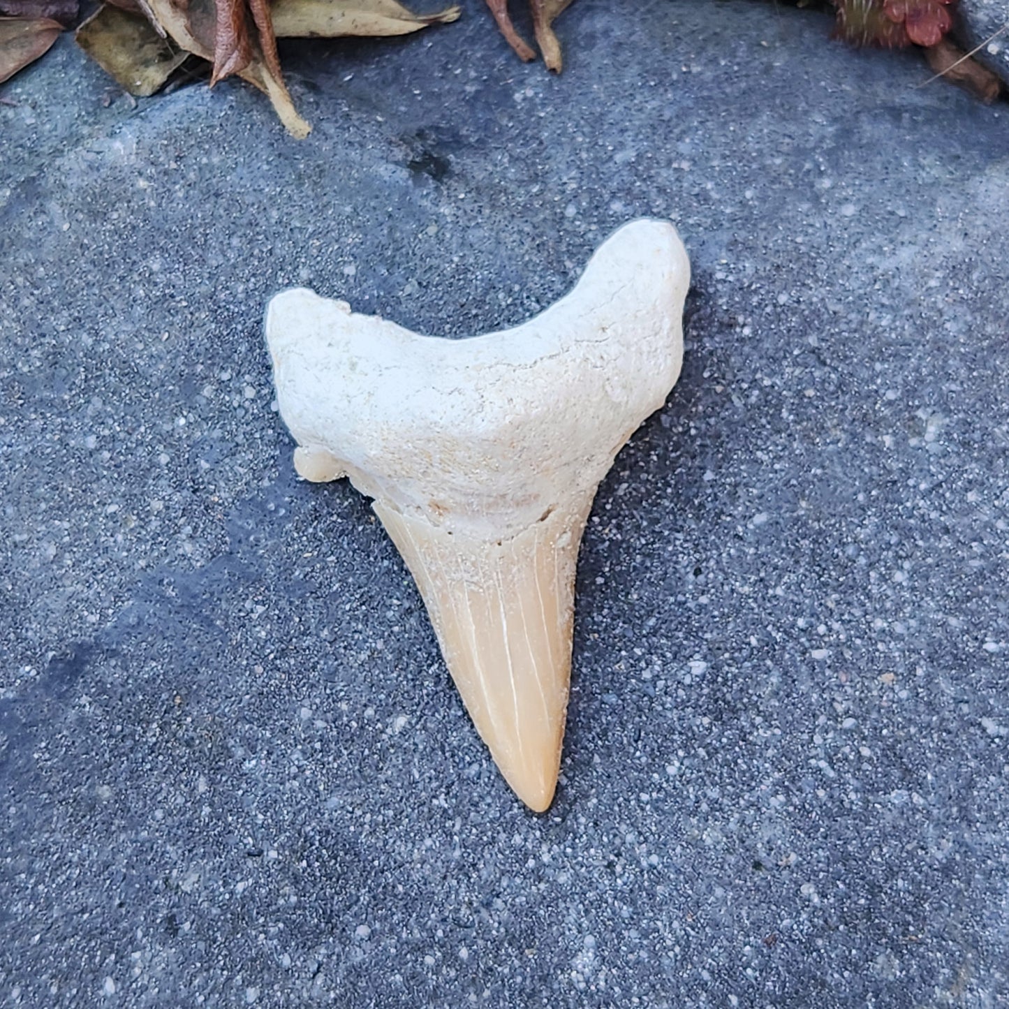 Dent de requin - grande - n°4