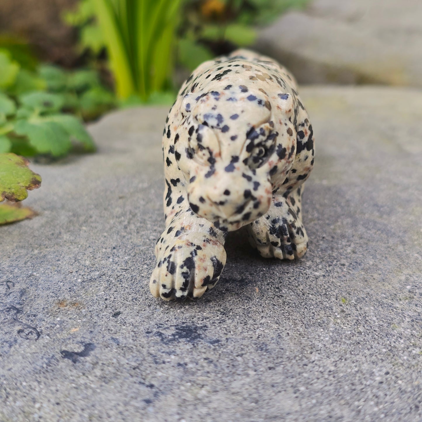 Léopard en Jaspe dalmatien - n°1