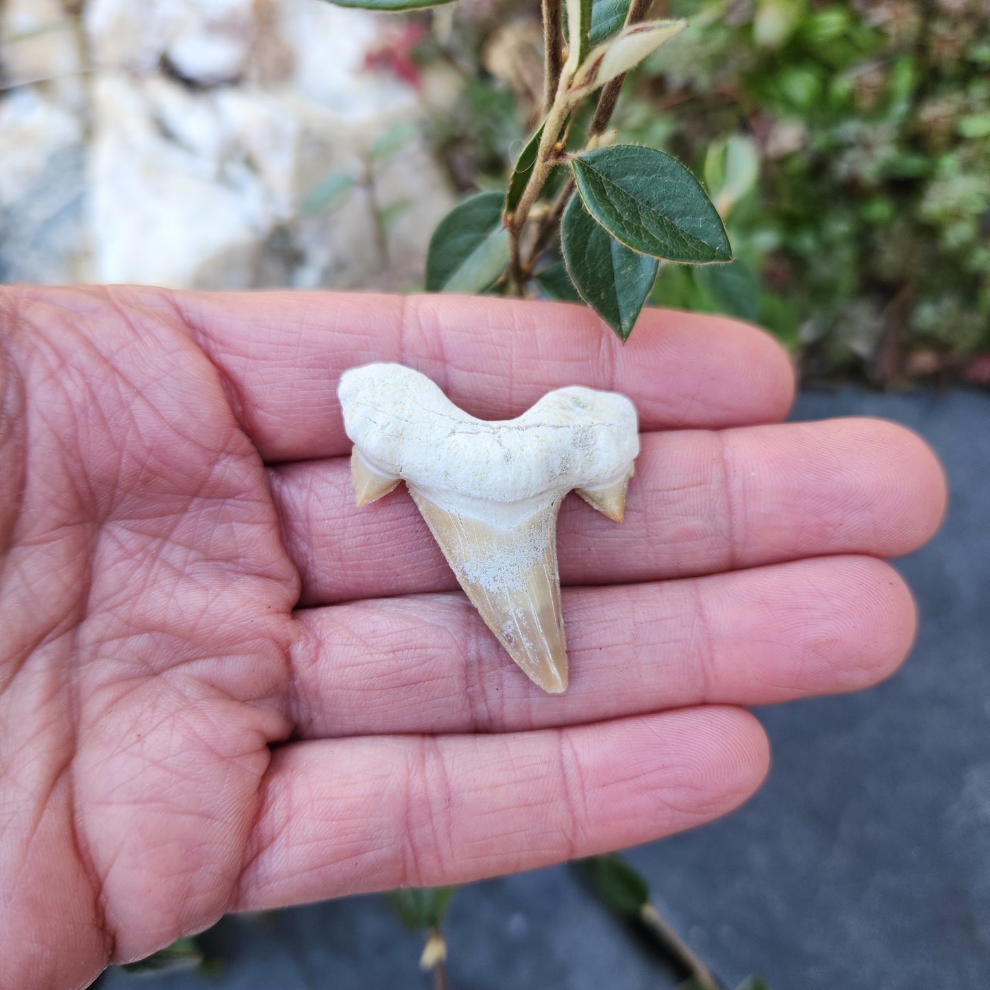 Dent de requin - grande - n°1