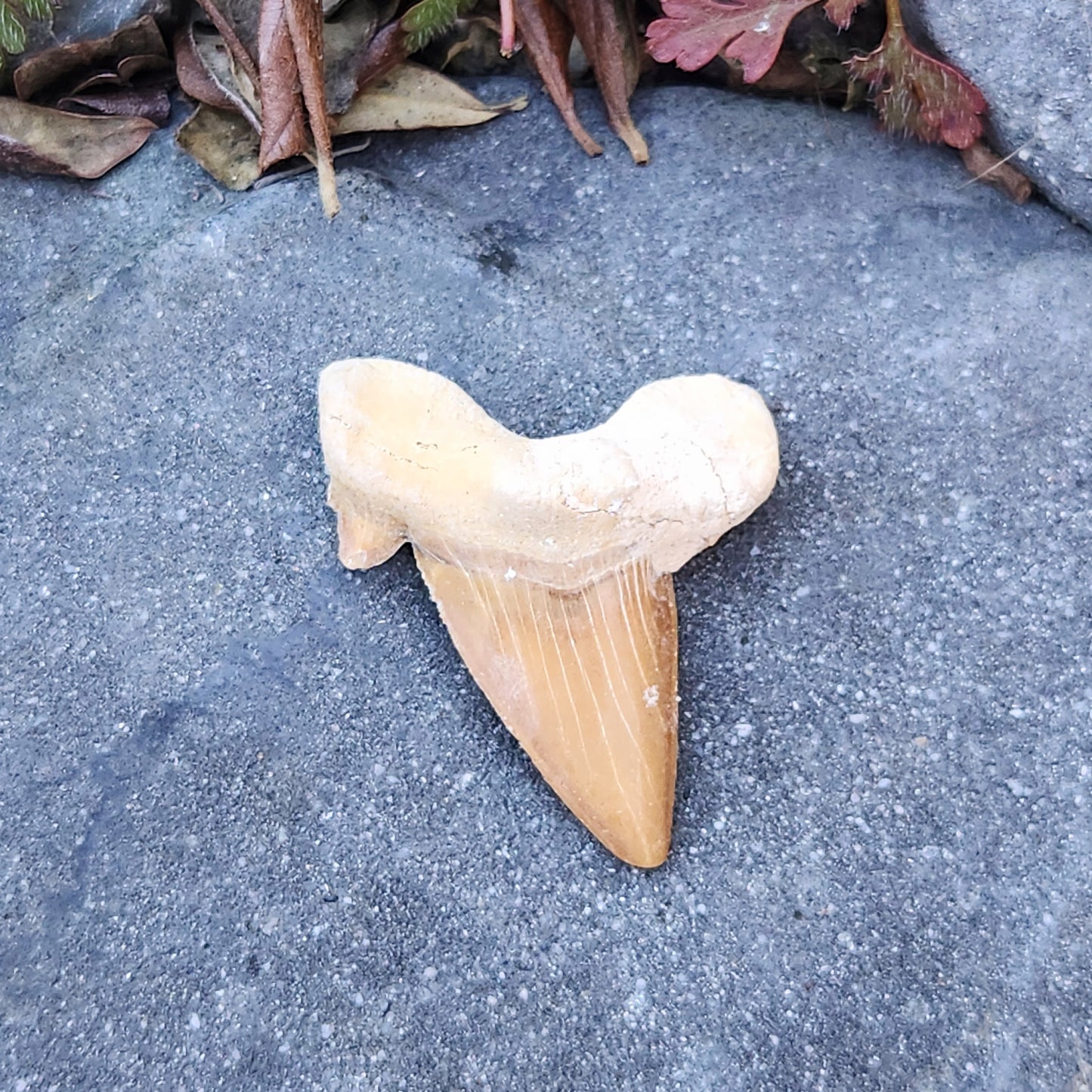 Dent de requin - grande - n°3