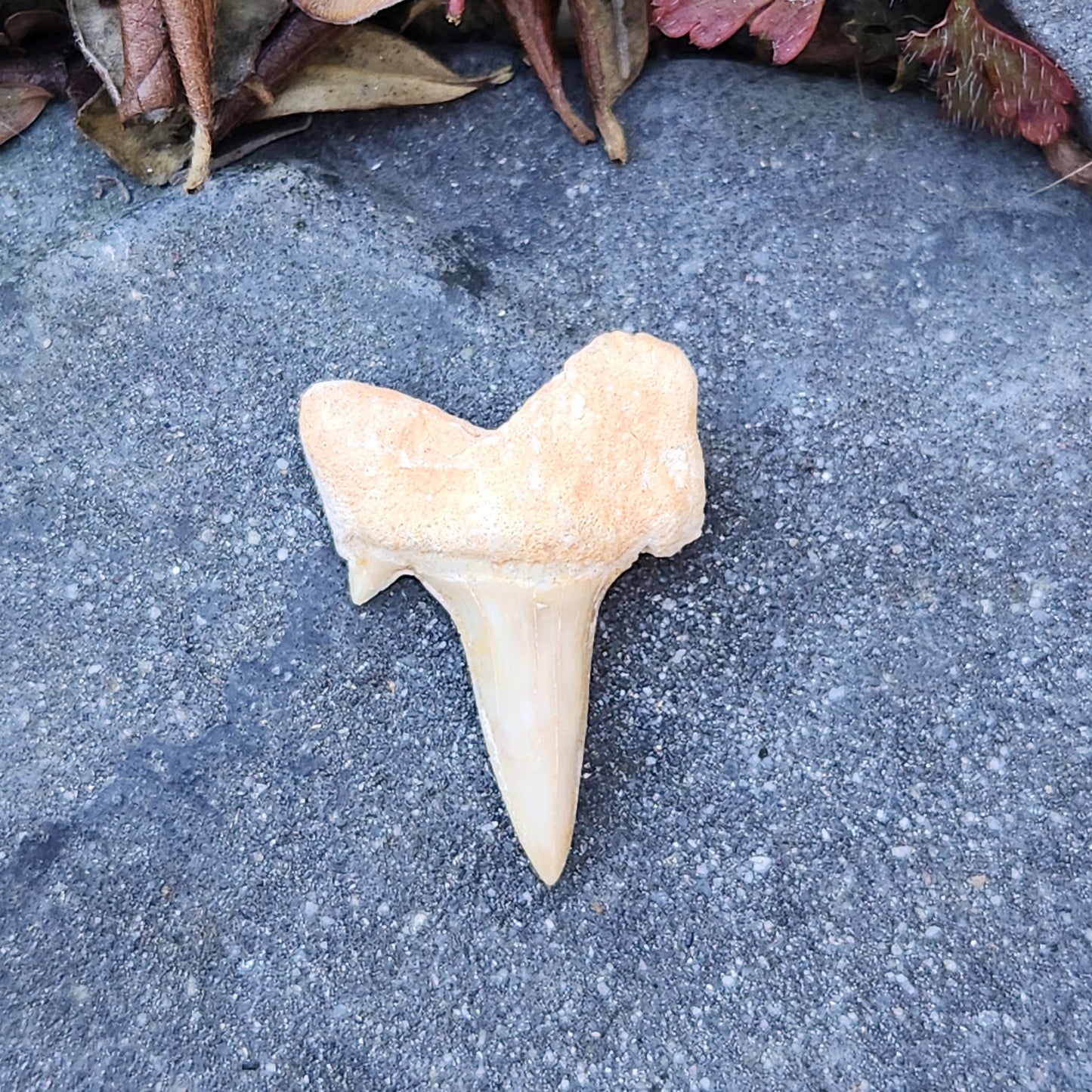 Dent de requin - petite - n°2