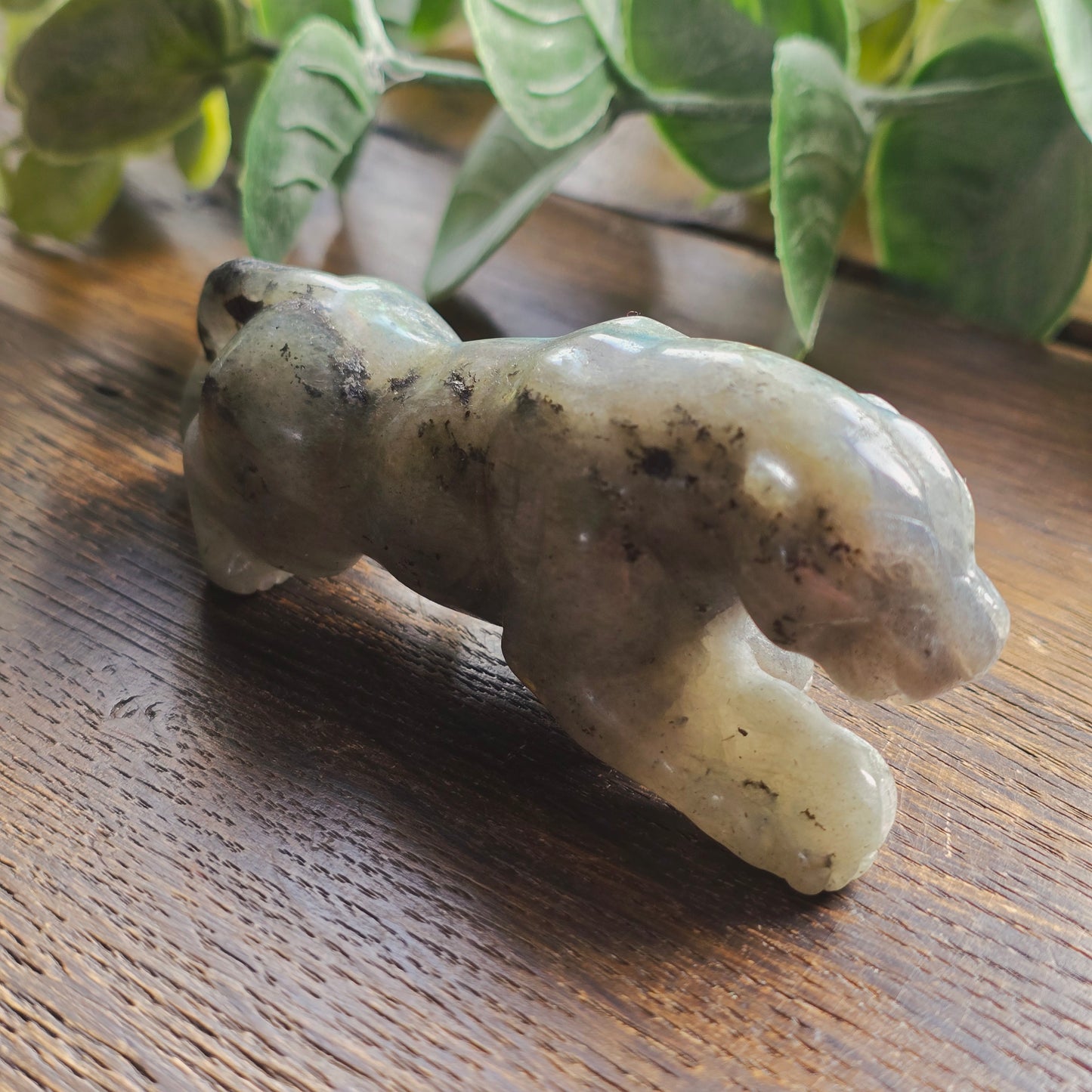 Léopard Labradorite - n°1