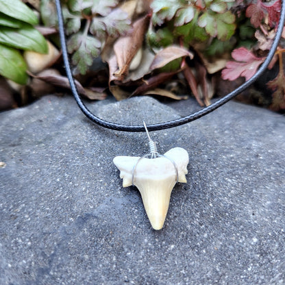 Dent de requin en collier - Beige