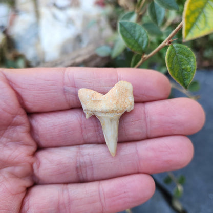 Dent de requin - petite - n°2