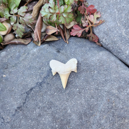 Dent de requin - petite - n°4