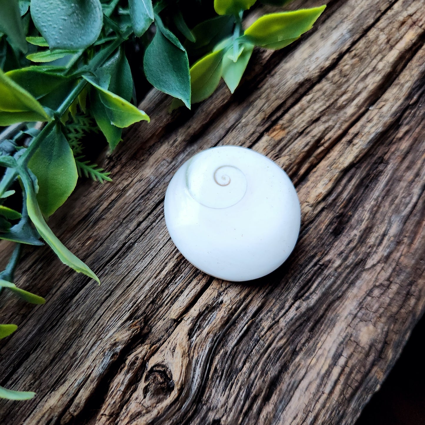 Galet en Œil de Sainte-Lucie