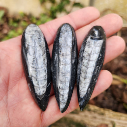Orthoceras