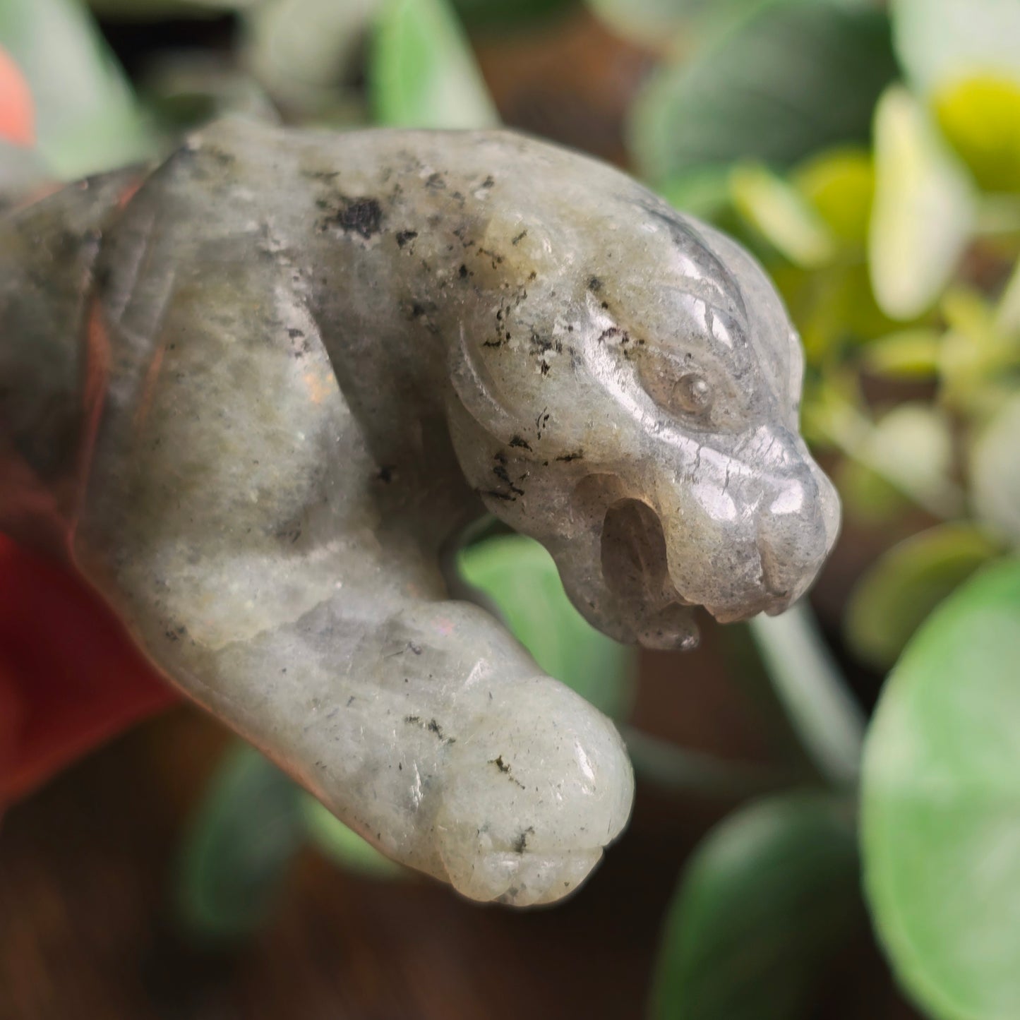 Léopard Labradorite - n°1