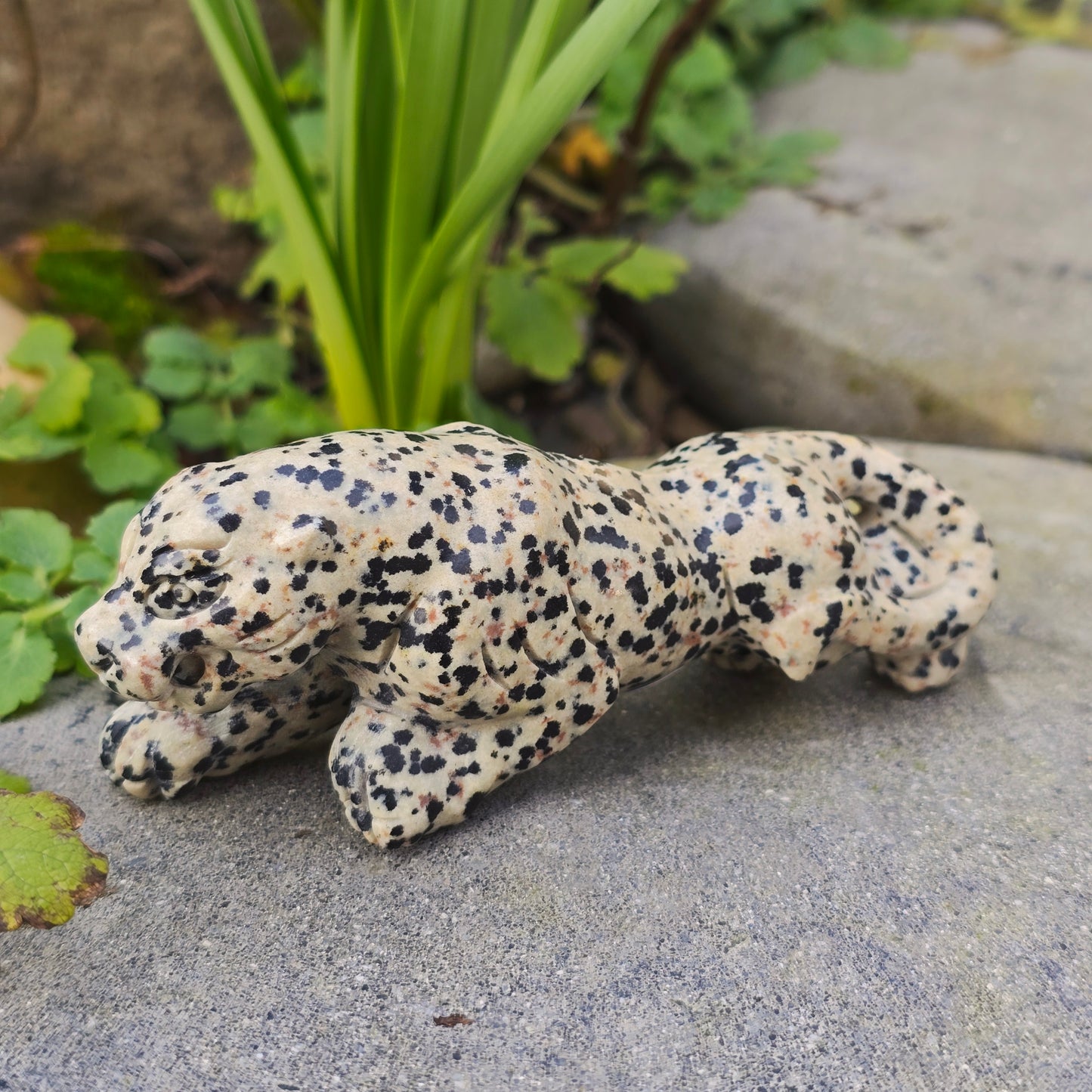 Léopard en Jaspe dalmatien - n°1