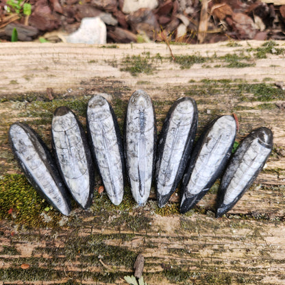 Orthoceras
