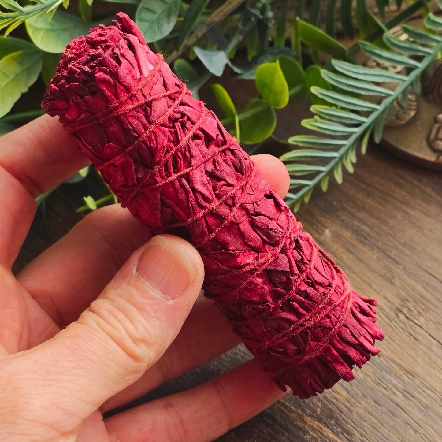 Sauge rouge "sang de dragon"